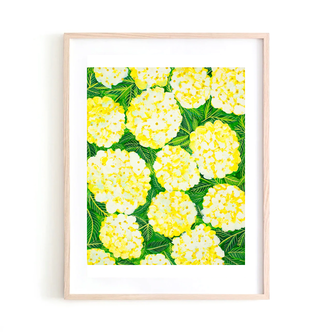 Yellow Hydrangea art print