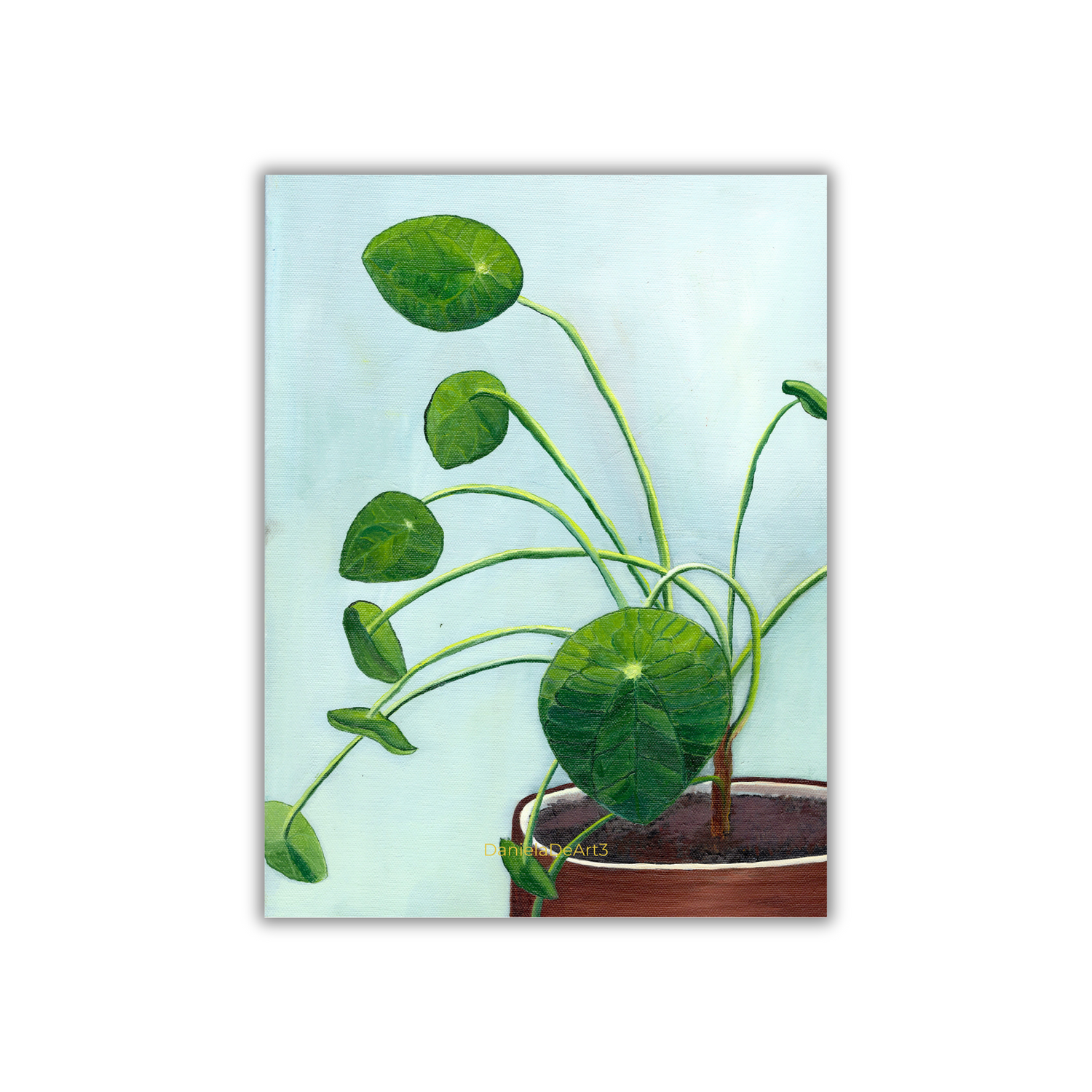 Pilea Magento (Copy)