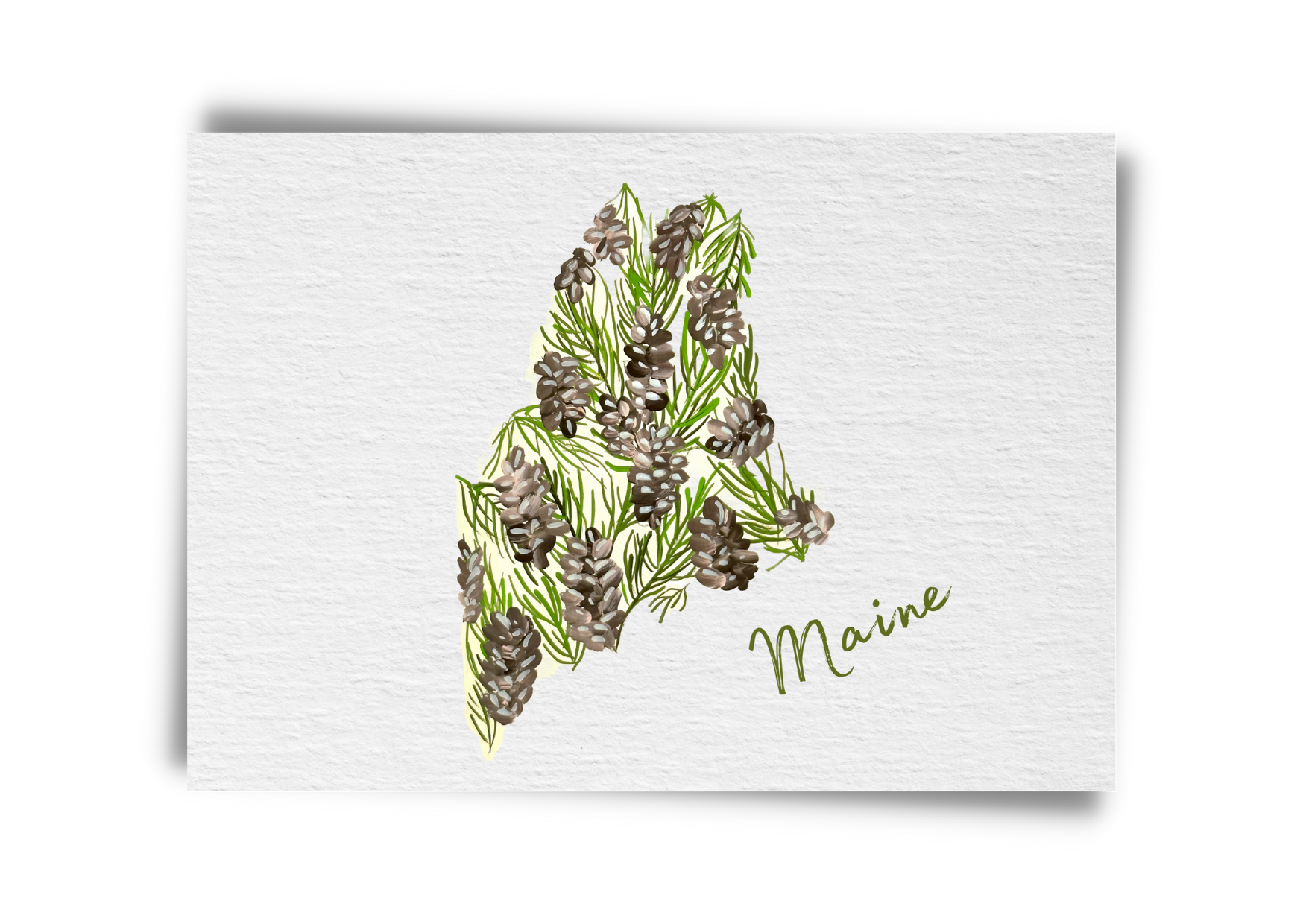 Maine State Flowers Postcard